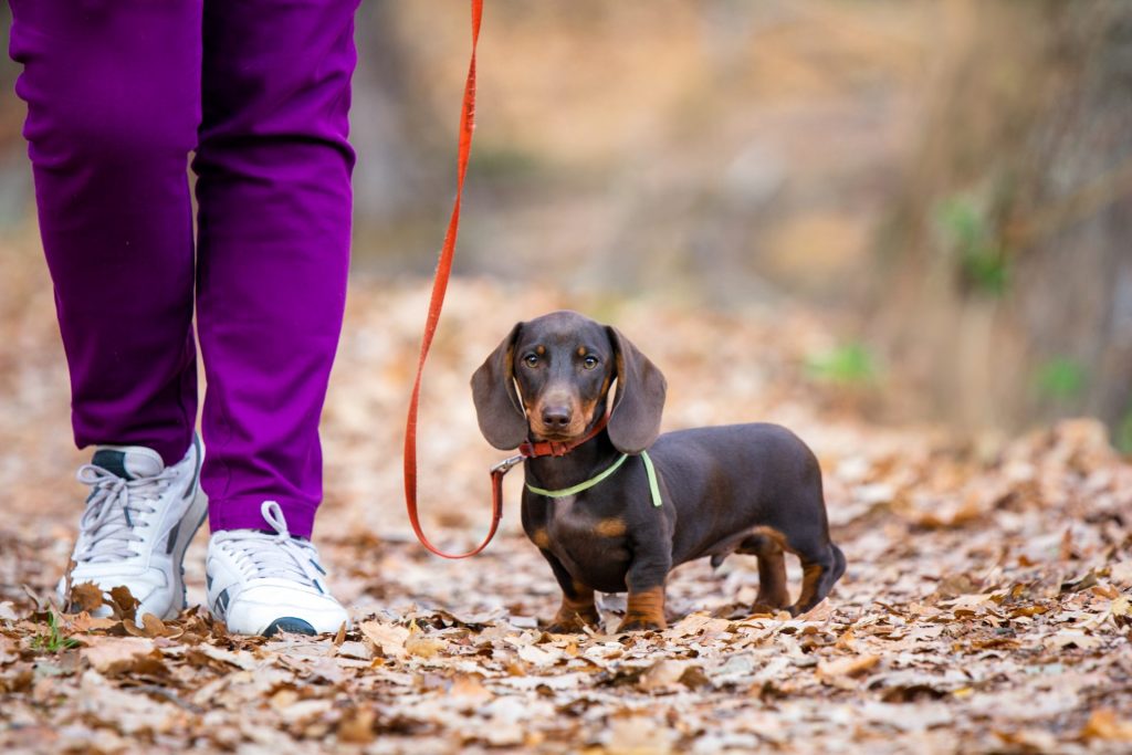 brown-dachshund-puppy-walking-park-with-owner