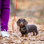 brown-dachshund-puppy-walking-park-with-owner